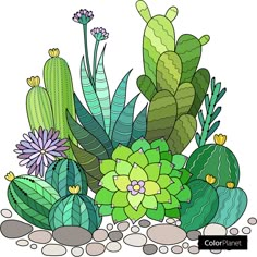 a bunch of cactuses and succulents with rocks on the ground in front of them