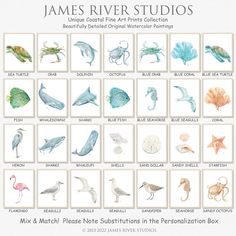 the james river studio's watercolor sea animals and their names are shown in this poster