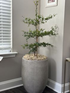 a potted plant sitting on top of a wooden floor