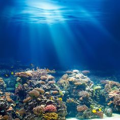 an underwater view of a coral reef with sunlight streaming through the water