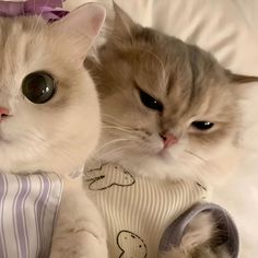 two cats laying on top of a bed next to each other wearing sweaters and ties