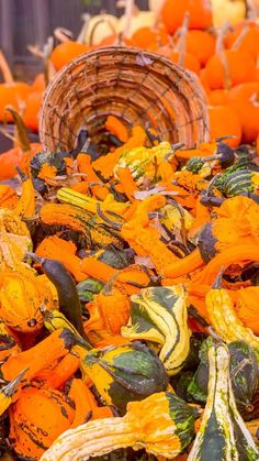 pumpkins and gourds are piled on the ground