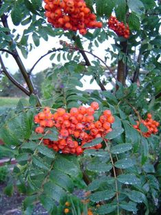 berries are growing on the branch of a tree