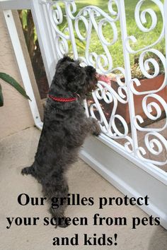 a small dog looking out the window at another dog in front of it with its paw on the screen door