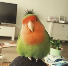 a green and orange bird sitting on top of a person's arm in front of a tv