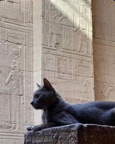 Egypt, cat, cat lovers, cat icons, photos, clicks, ankh, Egyptian Temple, Egyptian pharaoh, hieroglyphics#egypt #egipto #mısır #Egitto #Egypte #Éigipt #egito #Egjipti #Egypte #Αίγυπτος #מצרים #मिस्र #مصر #อียิปต์ #埃及 Cats In Ancient Egypt, Egyptian Mau, Aquarius Season, Chaotic Academia, Egyptian Cat, Figure Reference