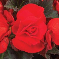 a close up of a red rose with green leaves