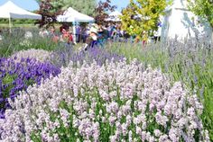 lavenders and other flowers are in the foreground at an outdoor event