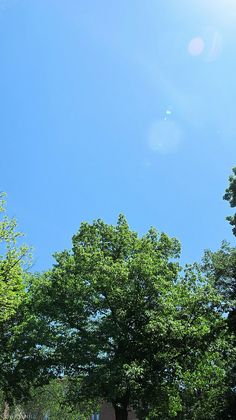 an image of a park setting with trees in the foreground and blue sky above