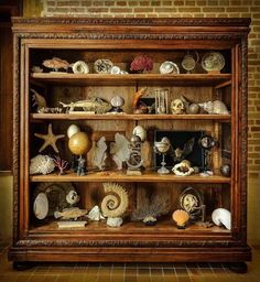 an old wooden bookcase filled with shells and seashells