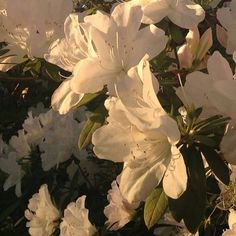 white flowers are blooming in the sun