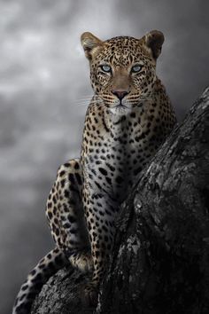 a leopard sitting on top of a rock in front of a cloudy sky with clouds