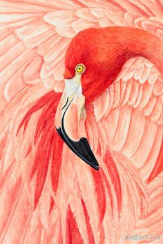 a painting of a flamingo with its head in the center of it's wings