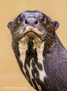 an animal that is standing up with its mouth open and it's tongue out