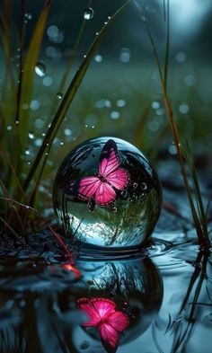 a pink butterfly sitting on top of a glass ball in the middle of some water