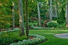 a lush green yard with lots of trees and bushes