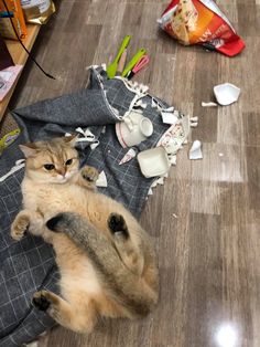 a cat laying on top of a wooden floor next to a pile of clothes and utensils