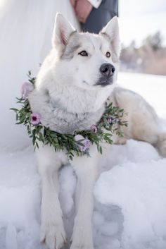 a dog wearing a flower collar sitting in the snow next to a bride and groom