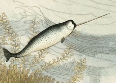 an illustration of a fish in the water