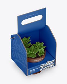 an open cardboard box with a succulent plant inside