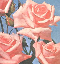 three pink roses are shown against a blue background