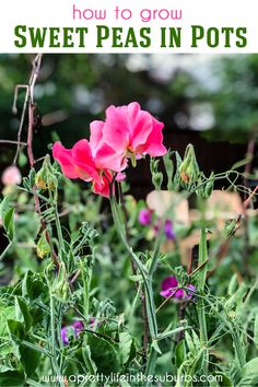 pink flowers with text overlay how to grow sweet peas in pots