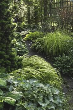 a garden with lots of green plants in it