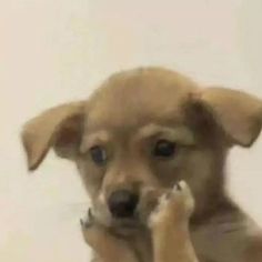 a small dog is holding something in its mouth