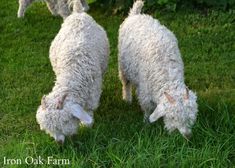 two sheep grazing in the grass on a sunny day