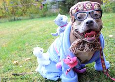 a dog wearing glasses and sitting on the grass with stuffed animals