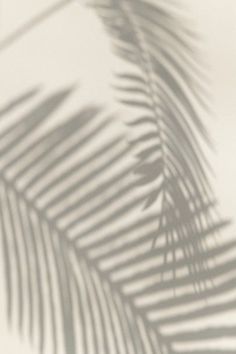 the shadow of a palm tree leaf on a white wall with light coming through it