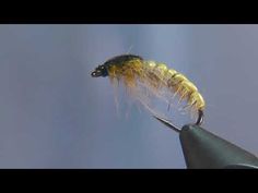 a yellow and black fly on top of a pair of scissors