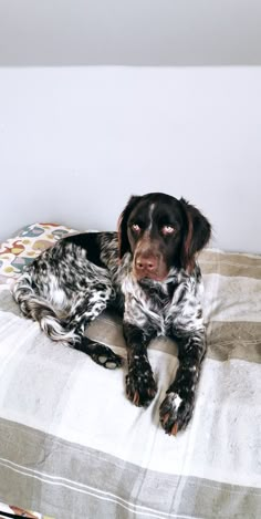 a black and white dog laying on top of a bed next to a pillow with an animal print