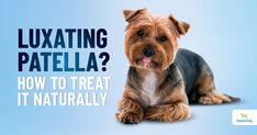 a brown and black dog sitting on top of a blue background with the words, relaxing patella? how to treat it naturally