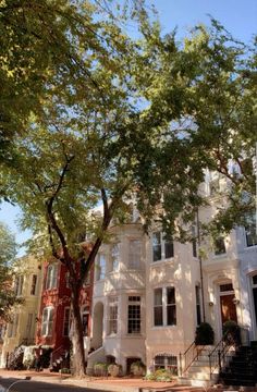 a tree in front of a row of white townhouses on a sunny day with blue sky