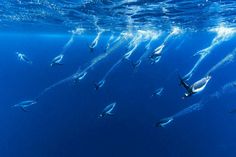 a group of birds swimming in the ocean