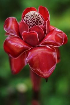 a red flower with green leaves in the background