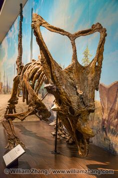 an animal skeleton is on display in a museum