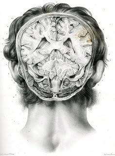 a drawing of a human head with the brain in it's center and part of its face visible