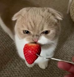 a cat eating a strawberry with a fork