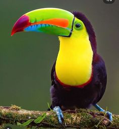 a colorful toucan sits on a branch