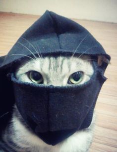 a cat wearing a hoodie on top of it's head