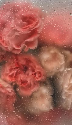 red roses are seen through the water droplets