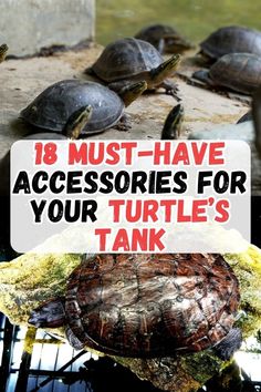 Ensure your turtle's wellbeing with these 18 indispensable tank accessories. Our selection includes UVB lighting for health, efficient filtration to keep water pristine, and basking areas for relaxation. We also recommend attractive and safe plants and substrates that add to the tank's natural ambiance. Ideal for creating a nurturing and stimulating environment for your turtle. Painted Turtles, Turtle Stuff, Frog Tank, Turtle Pond