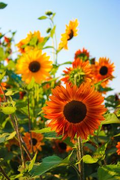 the sunflowers are blooming in the field