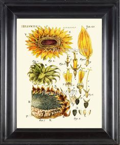 an illustration of sunflowers and other flowers