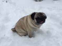 a small pug dog sitting in the snow