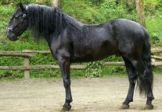 a large black horse standing on top of a dirt field