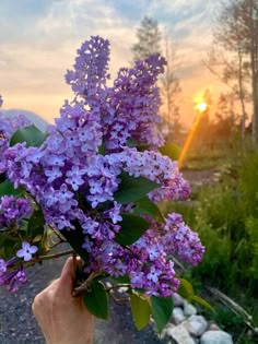 a hand holding purple flowers in front of the sun setting over some rocks and grass