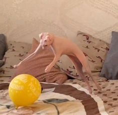 a hairless dog standing on top of a bed next to a yellow ball